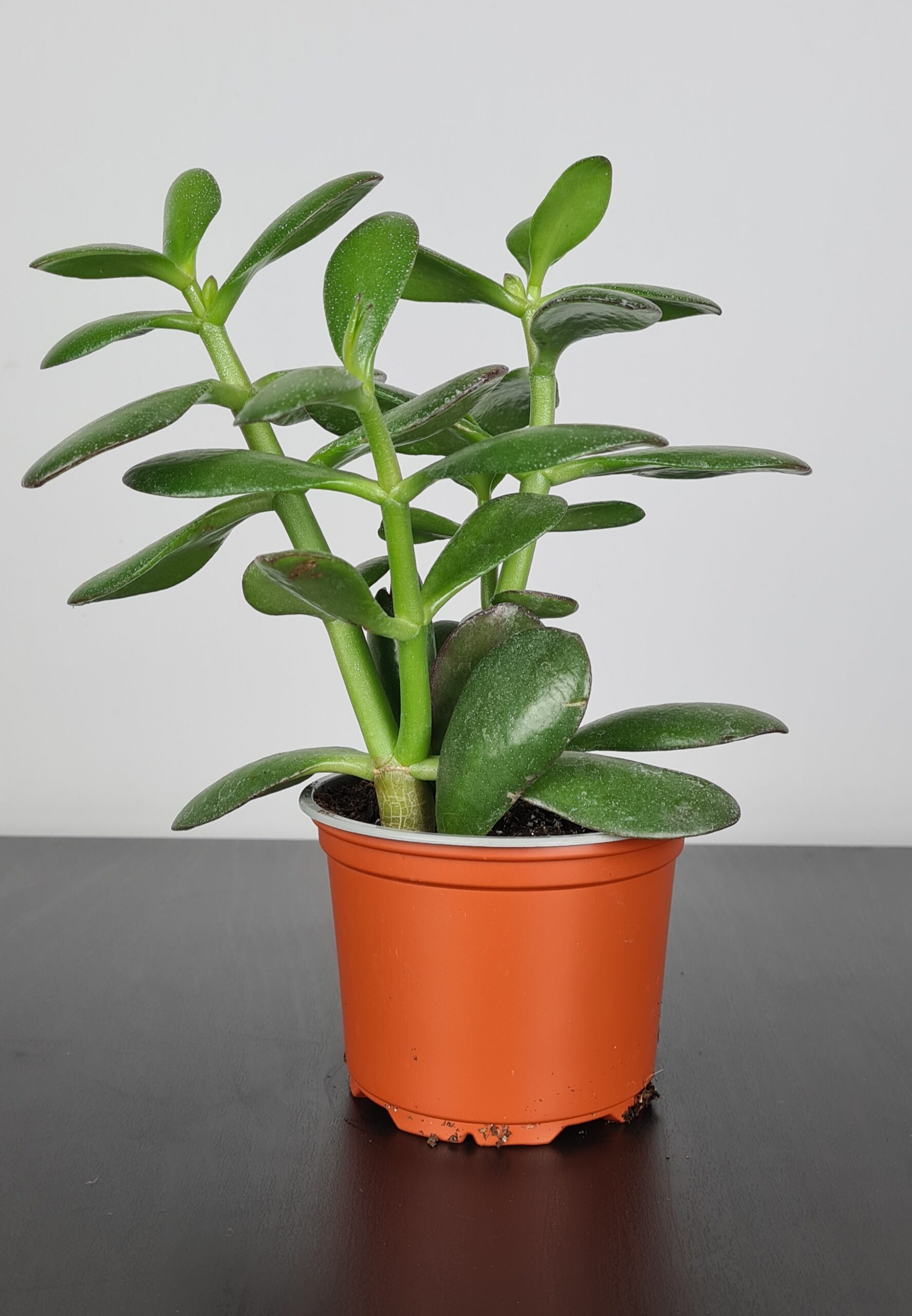 Crassula Ovata - Money Plant - Terracotta Plants