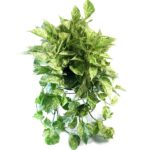 Epipremnum Aureum - Marble Queen Pothos