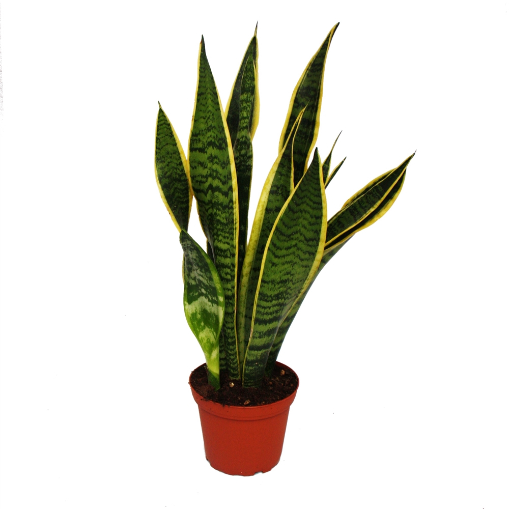 sansevieria-trifasciata-snake-plant-terracotta-plants