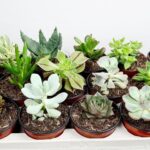 Succulent mix - Image 2