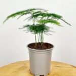 Asparagus Fern - Image 3
