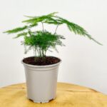 Asparagus Fern - Image 4