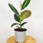 Ficus Elastica - Rubber Plant - Image 2